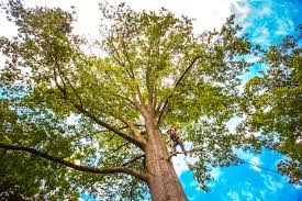 Best Tree Maintenance Programs  in Glen Rock, PA