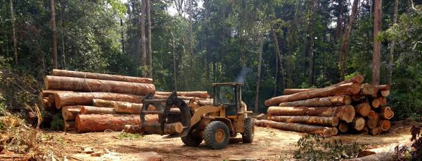 Best Commercial Tree Services  in Glen Rock, PA