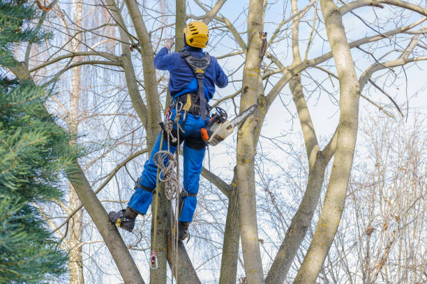 Best Pest Control for Lawns  in Glen Rock, PA