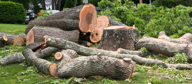 How Our Tree Care Process Works  in  Glen Rock, PA