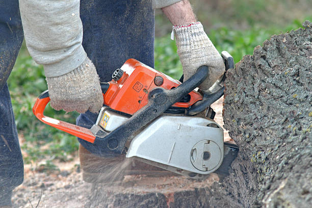 Best Arborist Consultation Services  in Glen Rock, PA
