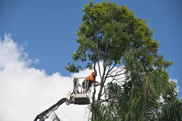 Best Aeration Services  in Glen Rock, PA