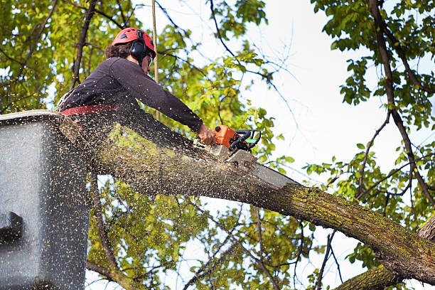  Glen Rock, PA Tree Care Pros