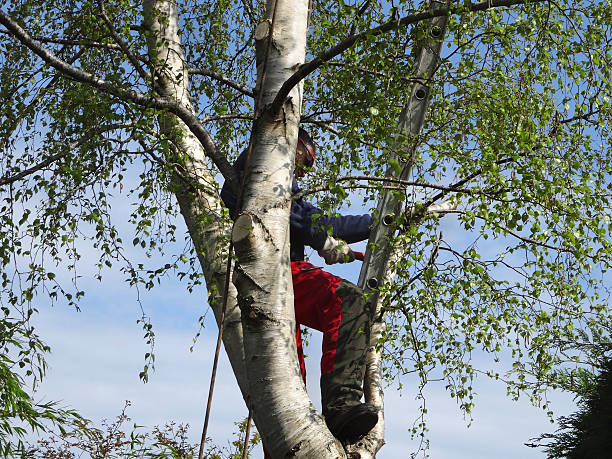 Best Root Management and Removal  in Glen Rock, PA