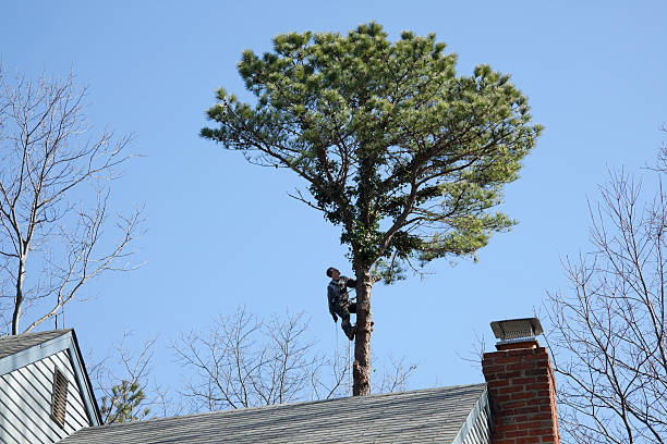 Best Lawn Pest Prevention  in Glen Rock, PA