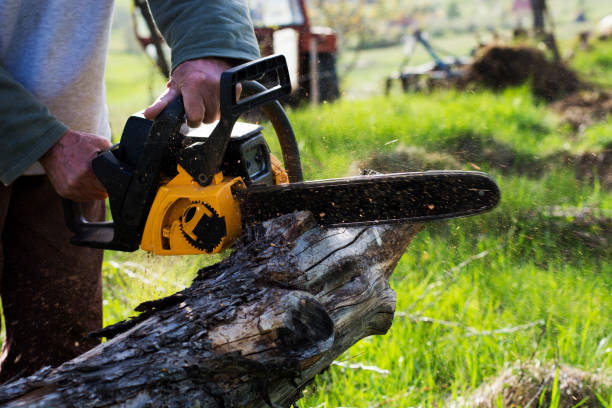 Best Lawn Disease Treatment  in Glen Rock, PA