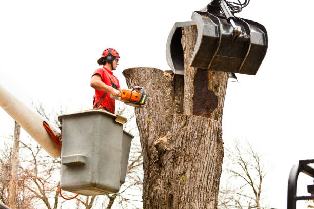 Best Storm Damage Tree Cleanup  in Glen Rock, PA